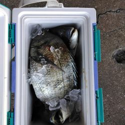 フカセ‥フグ釣れ過ぎ・・