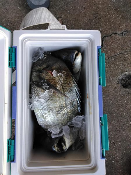 フカセ‥フグ釣れ過ぎ・・