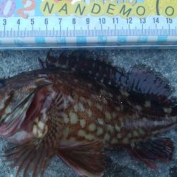 釣りデビュー 87日目