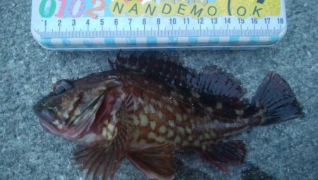 釣りデビュー 87日目