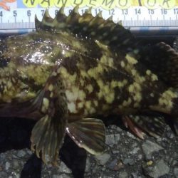 釣りデビュー　88日目