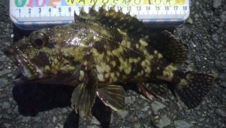 釣りデビュー　88日目