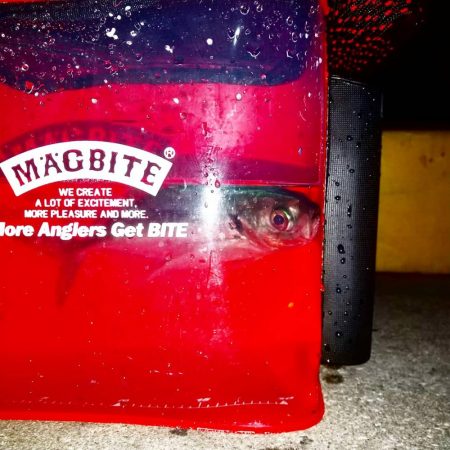 爆風の夜中アジング