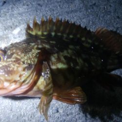 釣りデビュー 90日目