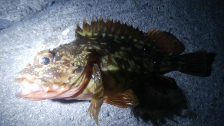 釣りデビュー 90日目