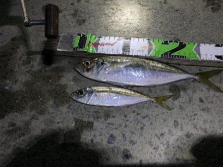 尺アジ1匹、メバル、ベラ、コアジ