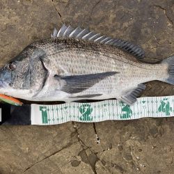 あとイカが釣れていればRIDEONパレードだった。