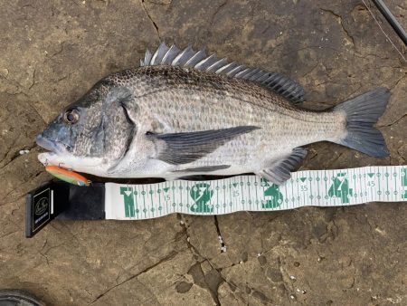 あとイカが釣れていればRIDEONパレードだった。