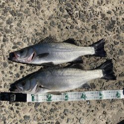 五島でカヤックフィッシング！ヒラスズキRIDEON！　