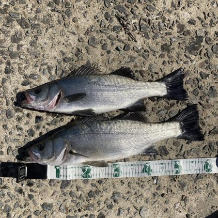 五島でカヤックフィッシング！ヒラスズキRI…