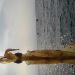 やっとヤリイカ？複数キャッチ～