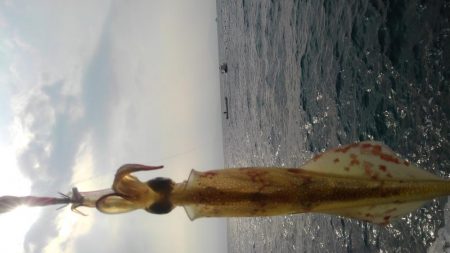 やっとヤリイカ？複数キャッチ～