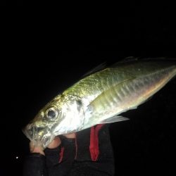 (尺アジ)フロートゲーム