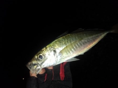 (尺アジ)フロートゲーム