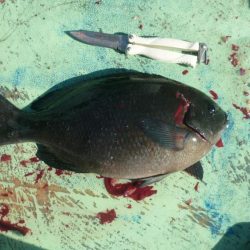 カセでグレを狙って