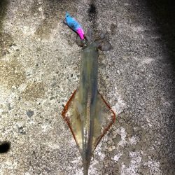 2021 佐渡ヶ島ヤリイカエギング