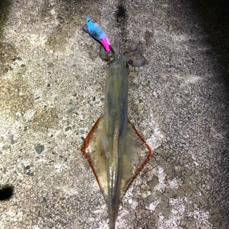 2021 佐渡ヶ島ヤリイカエギング