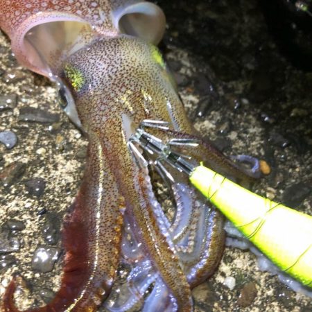 2021 佐渡ヶ島ヤリイカエギング