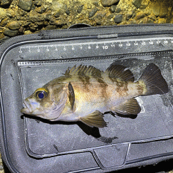 二見周辺メバリング