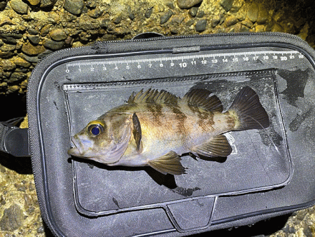 二見周辺メバリング