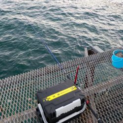 春よこい。まだ寒い