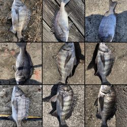 イチノ兄弟、釣果！