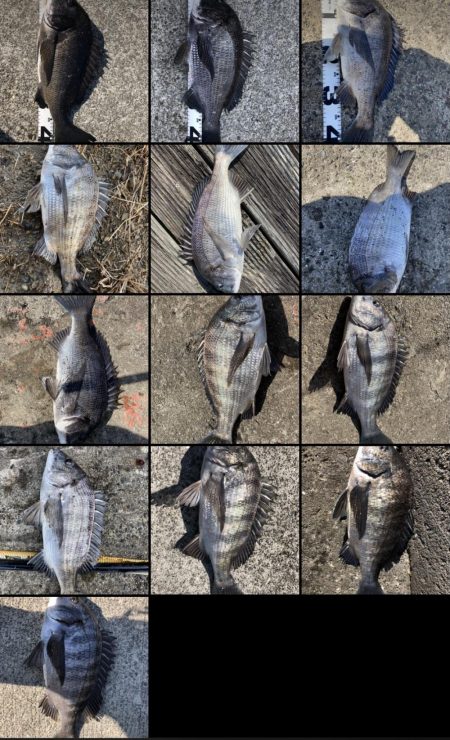 イチノ兄弟、釣果！