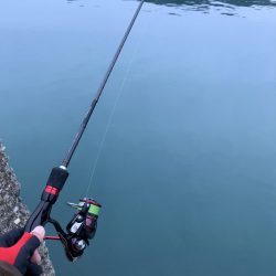 アジングのはずが…