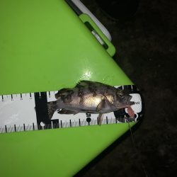 やっと満足できる釣果