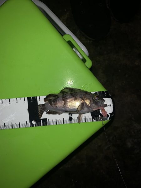 やっと満足できる釣果