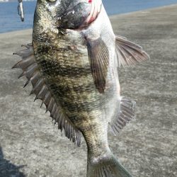 今年2戦目 半誘導沈め釣りに挑戦