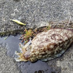 朝練エギング(^^)