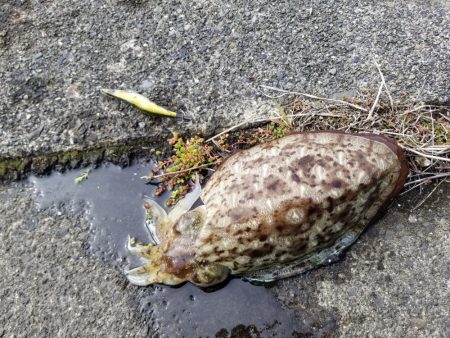 朝練エギング(^^)