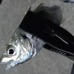 どうしてもアジが釣りたくて