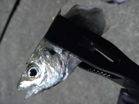 どうしてもアジが釣りたくて