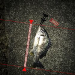 西宮キビレ数は居る