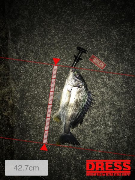 西宮キビレ数は居る