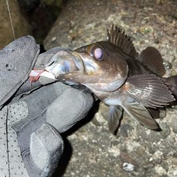 メバリング修行