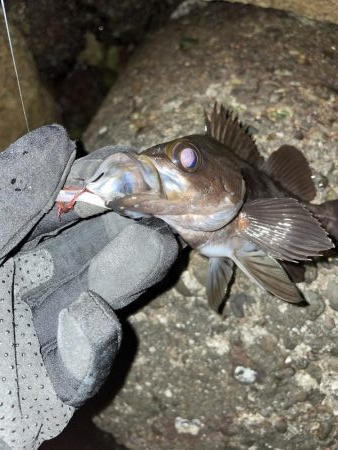 メバリング修行