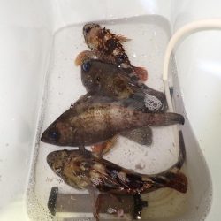 メバル　ガシラ