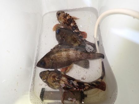 メバル　ガシラ