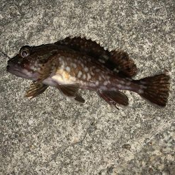 漁港ワーム炸裂