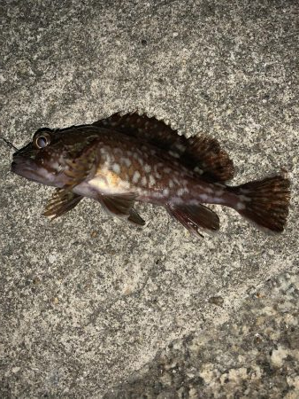 漁港ワーム炸裂