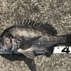 イチノ兄弟、釣果！