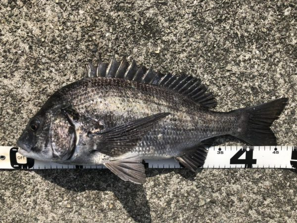 イチノ兄弟、釣果！