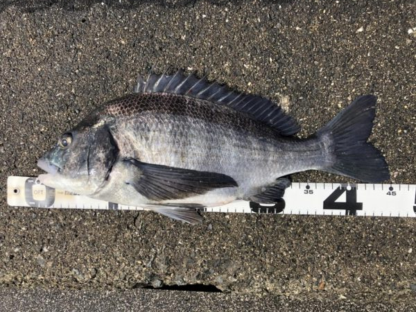 イチノ巨乳、釣果!