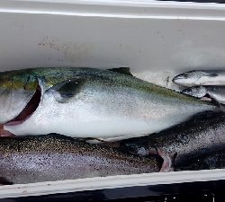 釣り堀すいほう