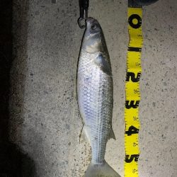 ライトタックルにて。