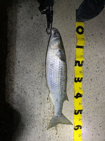 ライトタックルにて。