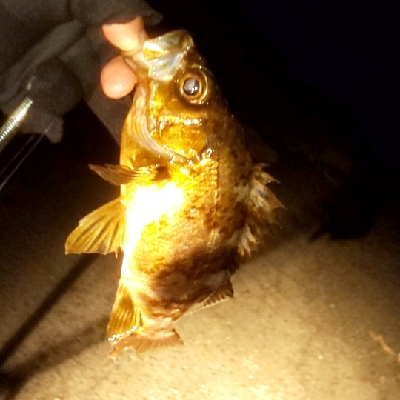 根魚いっぱい、ヤリイカ一杯